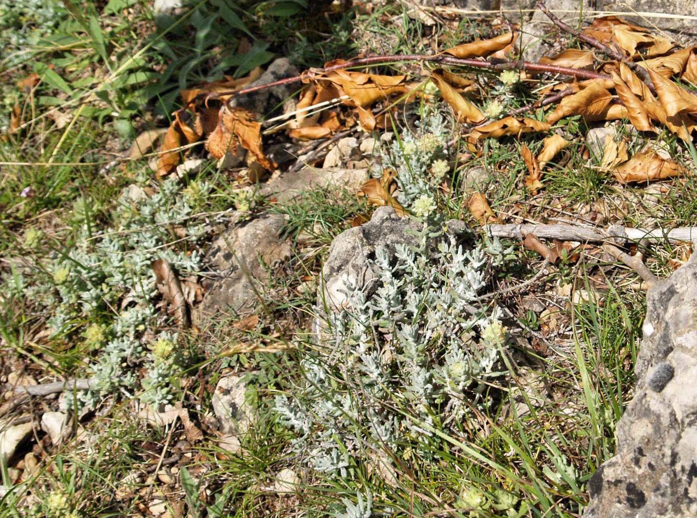 Germander of the Causse plant